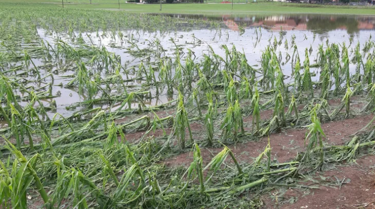 1ad9bf4776290d34c3924c6ff5e967fadc33ed20 Die Unwetter der letzten Tage haben vielerorts grosse Zerstörung angerichtet. Laut Schweizer Hagel sind 90 Prozent aller Ackerbaubetriebe hierzulande versichert und können so mit Unterstützung rechnen. (Bild Andrea Wyss)