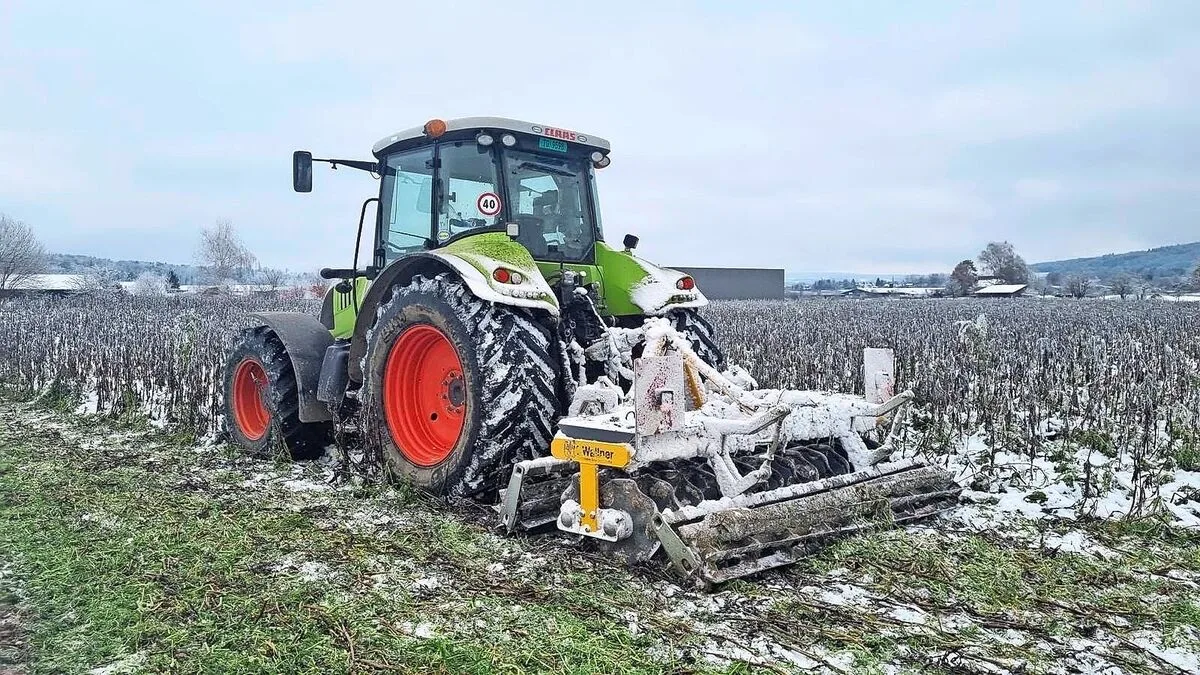 dfd3f5d265471ef2fb537d6263792b07e779513abc0e3f81adb9f43b597a935b Wenn die Gründüngung nicht abfrieren will, können an einem kalten Morgen mit einer Walze oder Scheibenegge die Pflanzen verletzt werden.