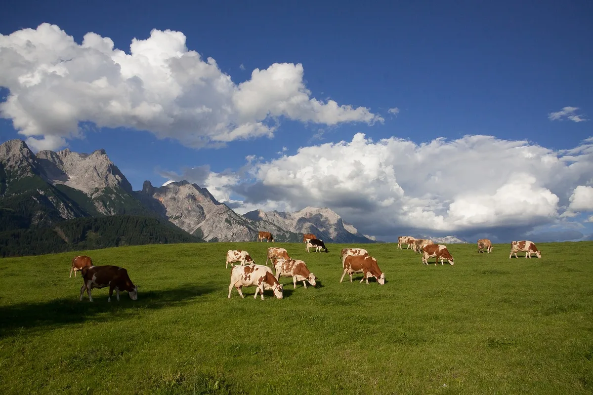 Die berechneten CO2-Äquivalenten sind tiefer als bisher angenommen. (Bild Pixabay)