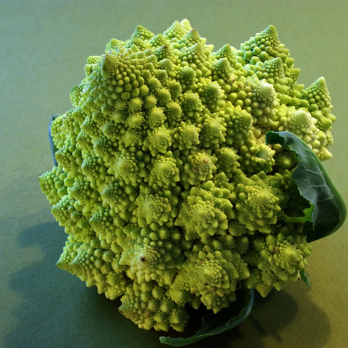 6ee1cdcc152f74d0a3cced6fb8b9b565a98c8a35 Lustig anzusehen: Der Romanesco. (Bild Willy Vogelsang/www.landwirtschaft.ch)