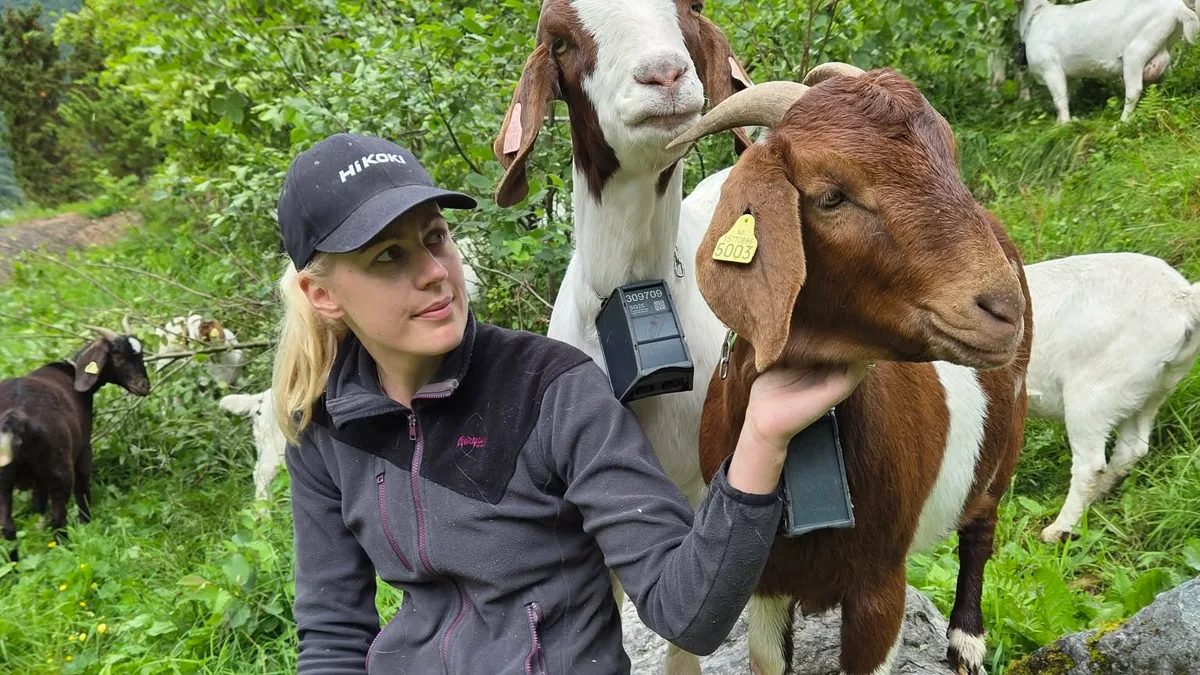 1000015038.jpg Was aussieht wie eine Schelle, ist ein Stück High Tech: Randi Mykleblust setzt auf den virtuellen Zaun.