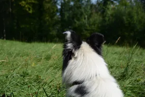 Die Hündin, ein Collie-Mischling, ist spurlos verschwunden, seit sie unbekannten Männern übergeben wurde. (Symbolbild: BauernZeitung)