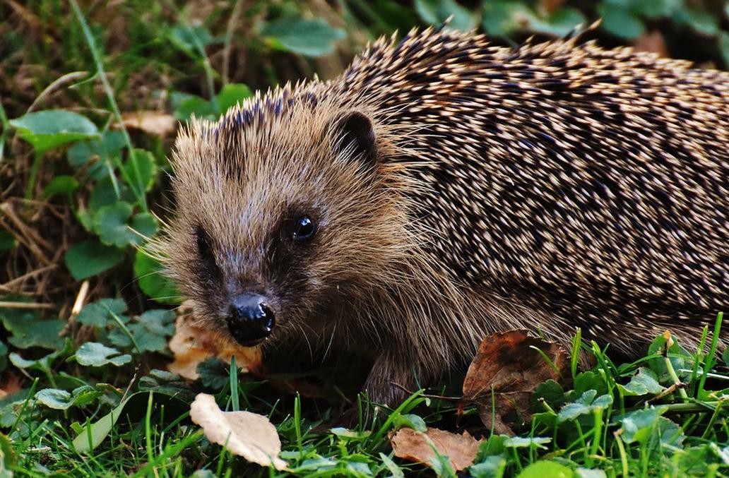 Den Igel während der Hitze unterstützen (Bild Pixabay)