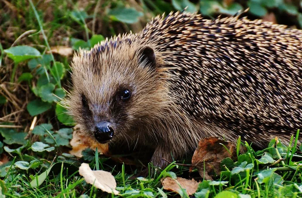 e4349caf4733b8fdf3dd377ce03aeb8f884f87c6 Den Igel während der Hitze unterstützen (Bild Pixabay)