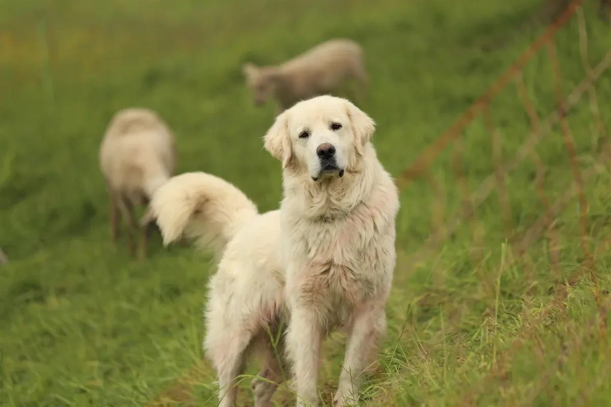 Herdenschutz0703.webp Aggressiv und nicht sozialisiert: Bei 99 der 122 getöteten Hunden handelte es sich um Herdenschutzhunde.