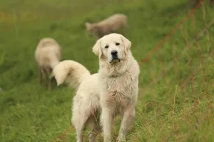 Aggressiv und nicht sozialisiert: Bei 99 der 122 getöteten Hunden handelte es sich um Herdenschutzhunde.