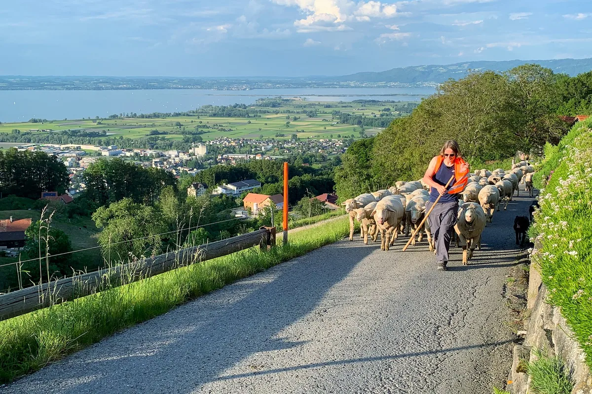 SRF- «Z’Alp» begleitet fünf neue Älplerinnen und Älpler