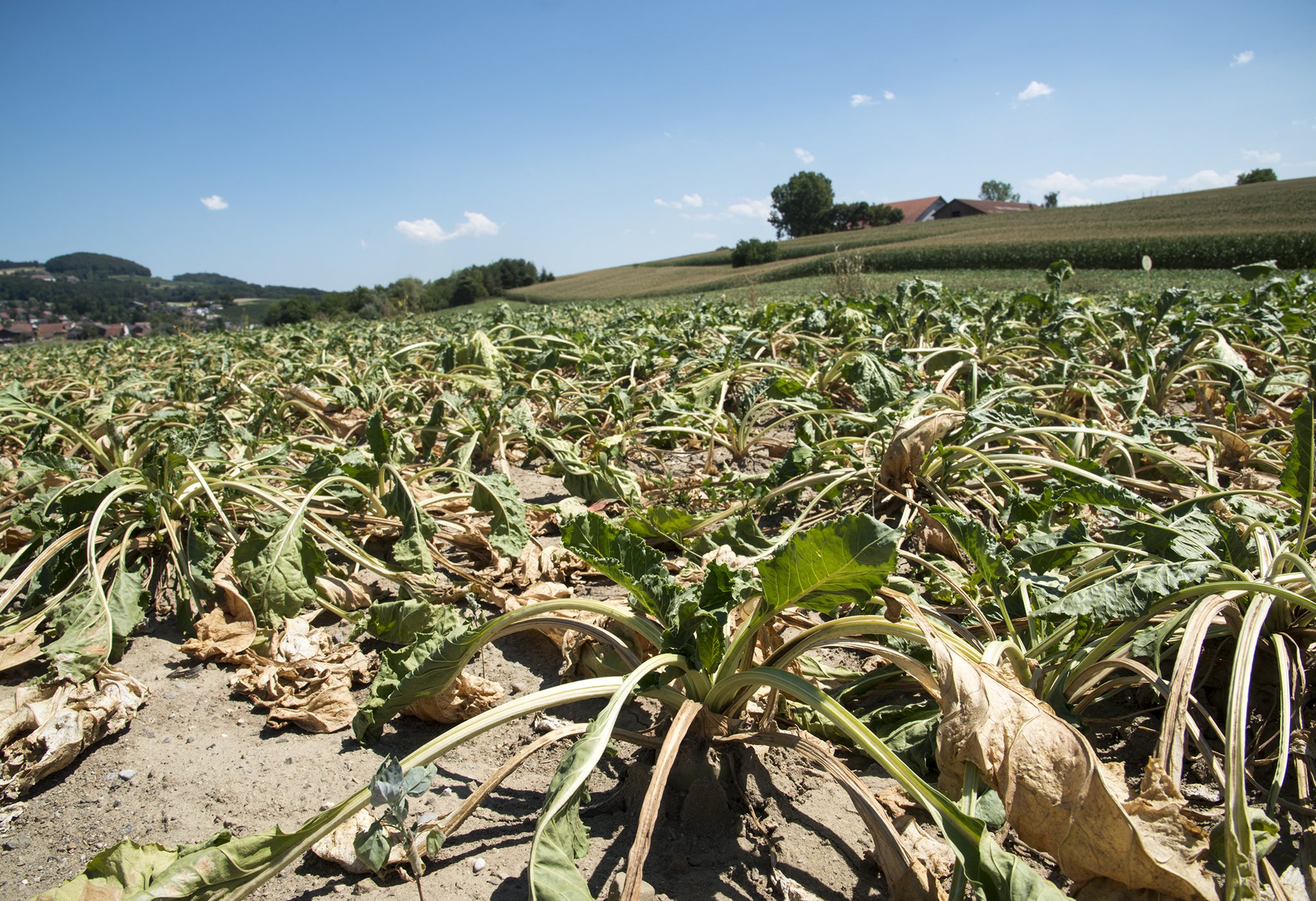 Der fehlende Regen in den letzten Monaten wirkte sich negativ auf die Zuckererträge der Rüben aus. Das ergab eine erste Proberodung der Schweizer Zucker AG. (Symbolbild Gabriela Brändle, Agroscope)