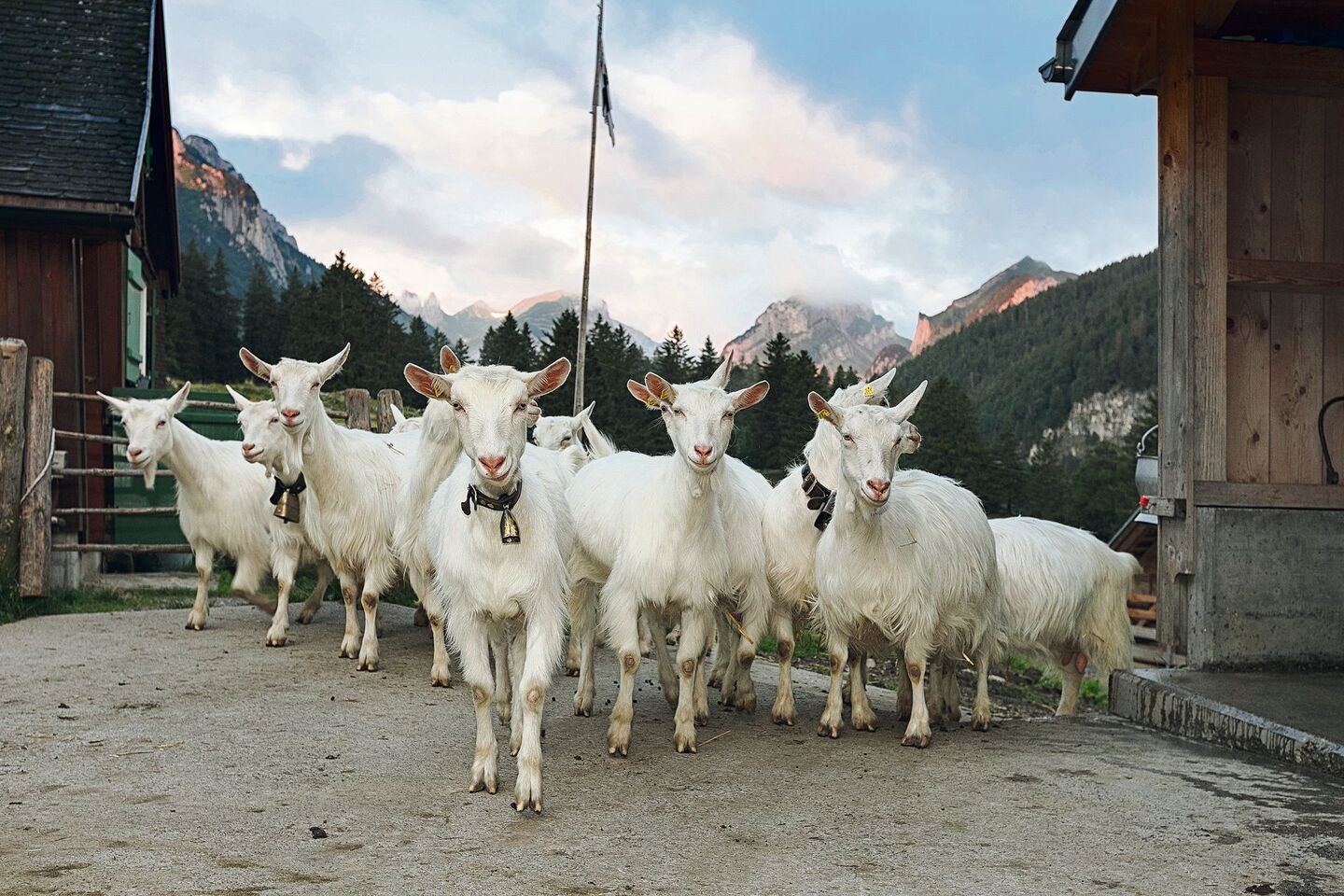 Die Appenzeller Ziegen gehören zu den vom Aussterben bedrohten Rassen. Sie gilt es vor Wolfsangriffen zu schützen.