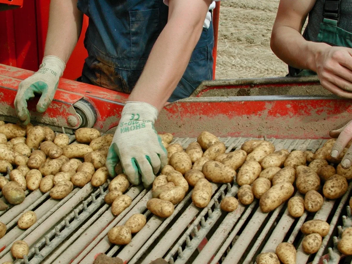 456ff5a0e2f92f2de32ba318abb6ffc321e01ce4 Solidarische Landwirtschaft (Solawi) basiert auf der direkten Zusammenarbeit von Produzenten und Konsumenten. Foto: BauZ
