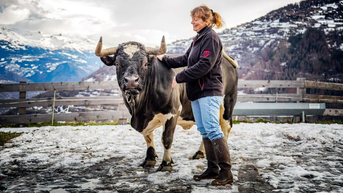 Dr. Julie Délèze schätzt die Arbeit mit den Kühen und Bullen. (Bild 3sat)