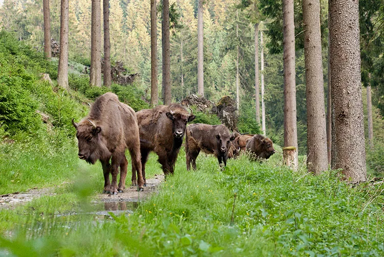 7d6cf29a62980b3b154fa1a76cf5fe2d669f83eb Wisente (auch bekannt als Europäische Bisons) kamen noch bis ins frühe Mittelalter in den Urwäldern von West-, Zentral- und Südosteuropa vor. (Bild wisent-thal.ch)