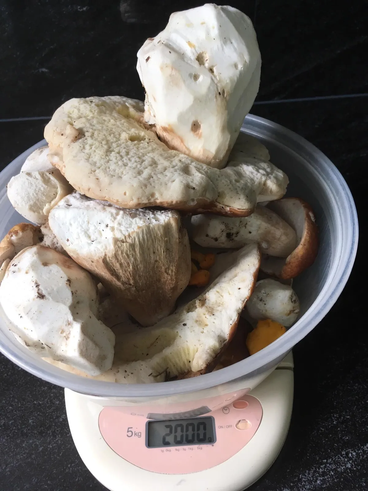 ccb307abdcb070ba2d27b6b3244894f34858345d An den erlaubten Pilzsuchertagen sind 2 Kilogramm pro Person erlaubt. (Bild zVg)