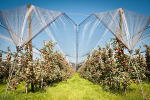 Einnetzen statt spritzen: Das wäre eine der Massnahmen, die im Nachhaltigkeitsprogramm der Migros für den Anbau von Kernobst gefördert werden soll. (Bild Migros)