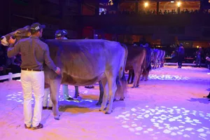 Es kommt wieder Leben in die Markthalle Sargans. Im Dezember soll eine Jubiläumsschau stattfinden.