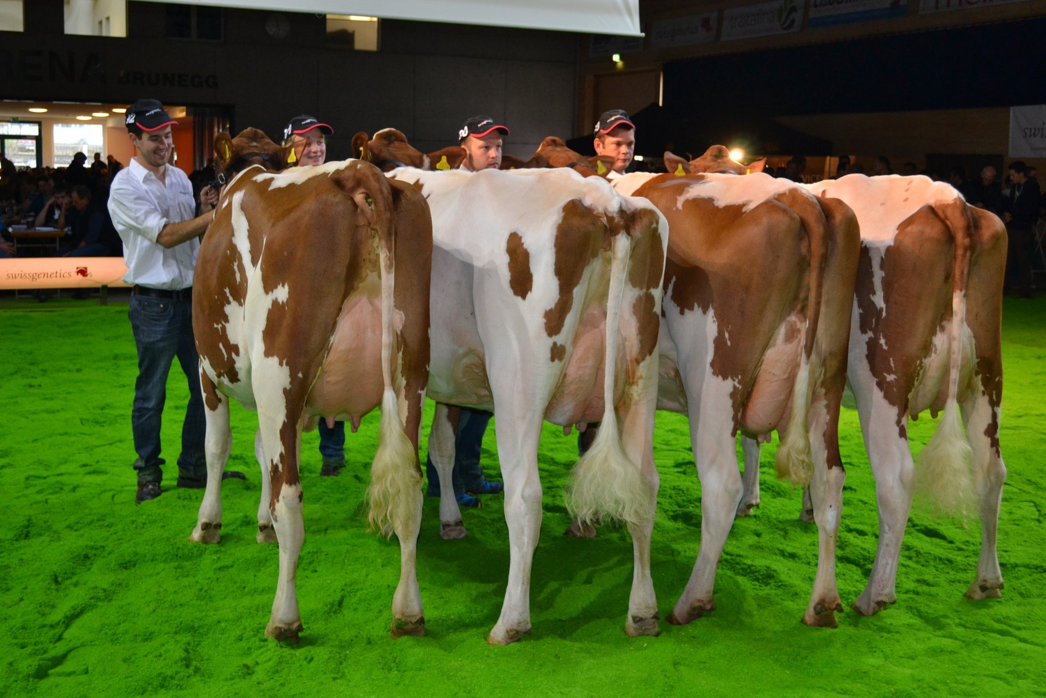 Die Töchtergruppe von Frontrunner Dumper: Ein Stier, der sicher Ausstellungskühe hinterlassen kann.