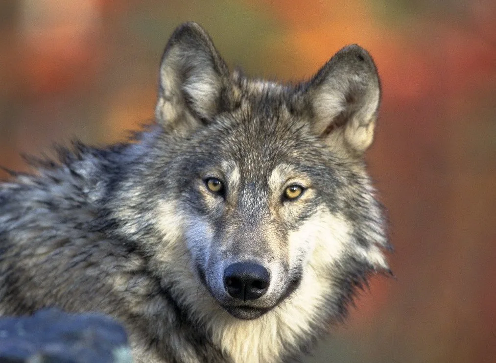 wolf-g9e4a75b16_1280 Wie weiter mit dem Wolf?
