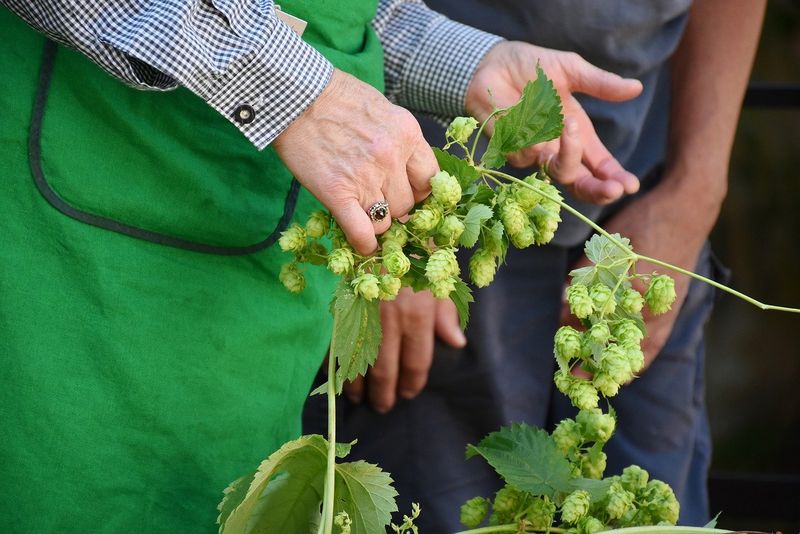 Hopfenanbau ist kein kurzfristiges Geschäft. (Bild Pixabay)