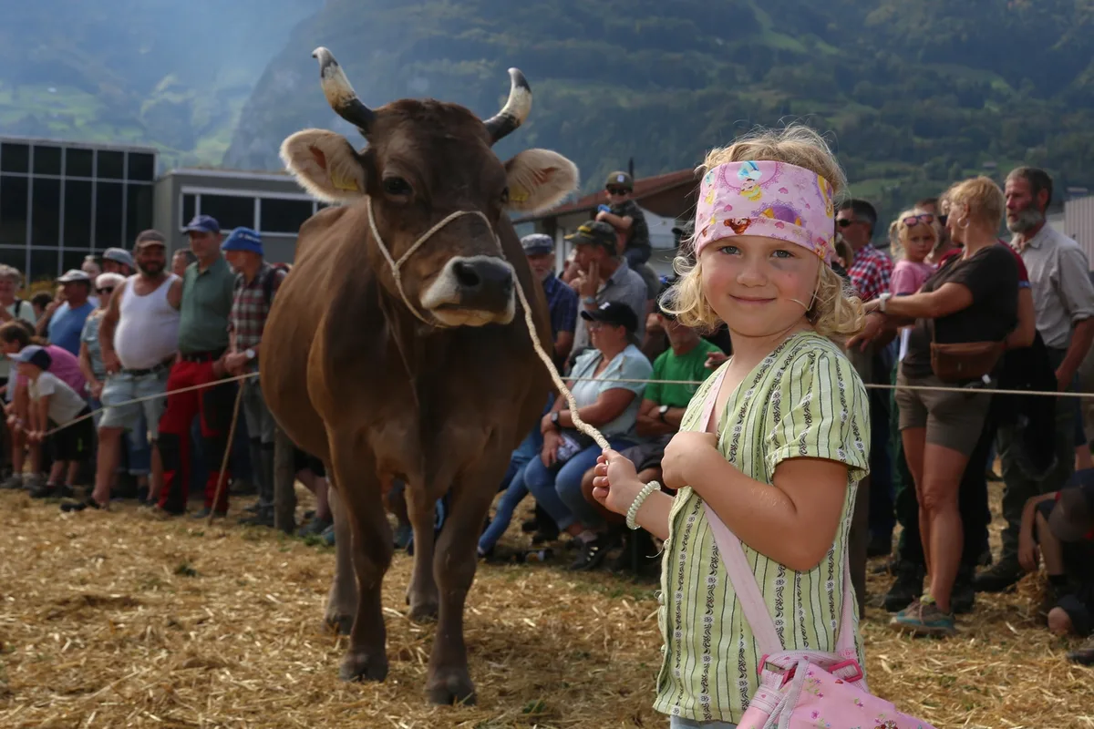 261003 _Urner Grossviehschau 151.JPG Für Züchternachwuchs ist im Urnerland gesorgt: Jungzüchterin Leoni führte stolz die Kuh Iasi durch den Schauring der Urner Grossviehschau.