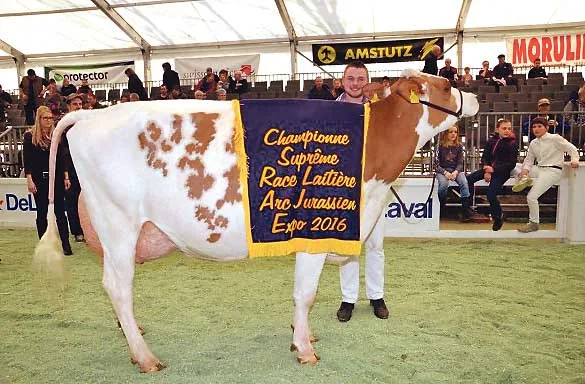 7a4595a2b0afdd41187b118734388e266bc168d8 Grand Champion der Red-Holstein-Schau wurde Savard Klara von Jean Siegenthaler, Mont-Soleil BE. (Bilder pf)