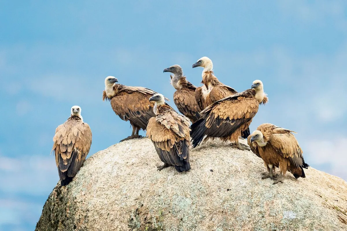 655d0f1dd30f281719c11760697a1b1450fd49093238fb7b8c087d2ab467d281 In den letzten Jahren sind Gruppen von 50 Gänsegeiern und mehr in der Schweiz keine Seltenheit mehr.
