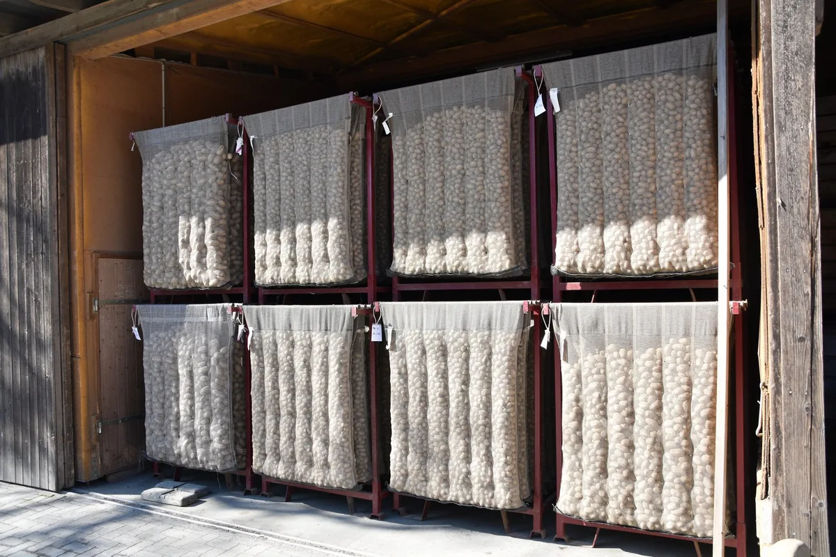 Flut von Sorten: «Die Zersplitterung der Kartoffel-Produktion ist nachteilig für alle»