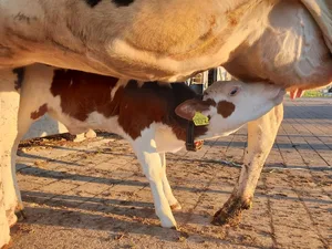 Über Kreisläufe in der einheimischen Produktion ist das Wissen gemäss Umfrage gering. Proviande will unter anderem besser über das Schweizer Tierschutzgesetz und zum Thema Nachhaltigkeit informieren.