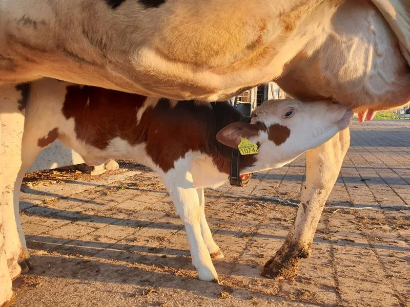milchkuh_kalb_rae 56 Prozent der Schweizer(innen) wissen nicht, dass es für Milch auch Kälber braucht