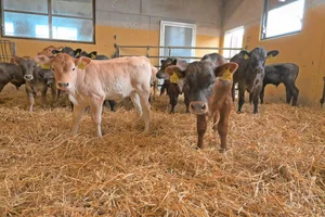 Schon bald müssen die Tränkekälber sowohl auf dem Geburts- wie auch auf dem Folgebetrieb gegen die Kälbergrippe geimpft werden.