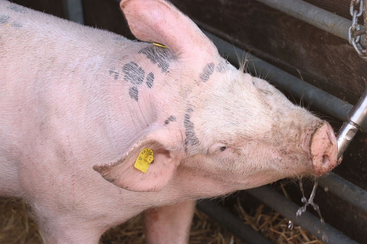 Ein Schwein trinkt bei einem Tränkenippel.