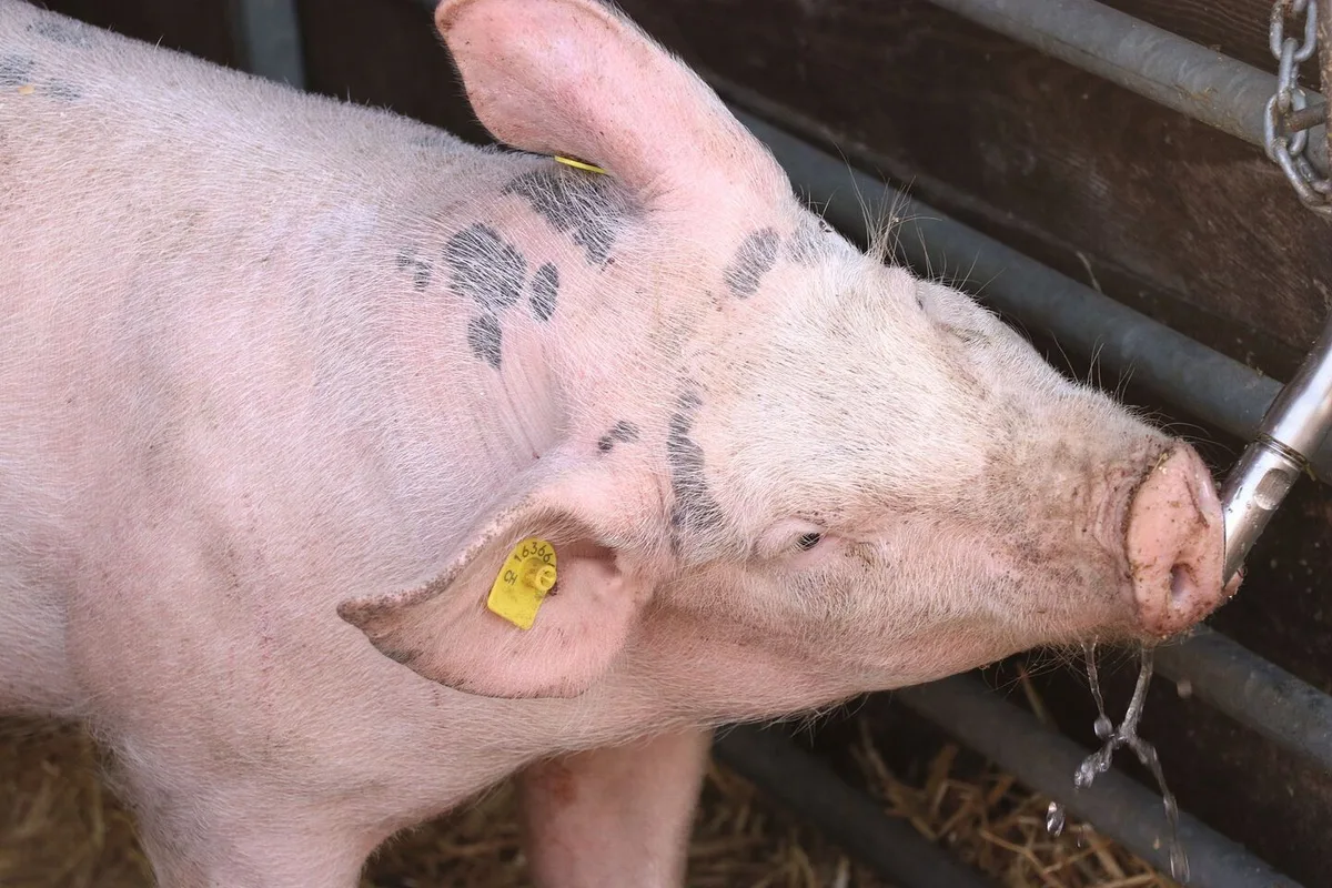 27c3fd46bd2ec4657170c69d479e222b4edd934227758c20cd90c66a182f513c Ein Schwein trinkt bei einem Tränkenippel.