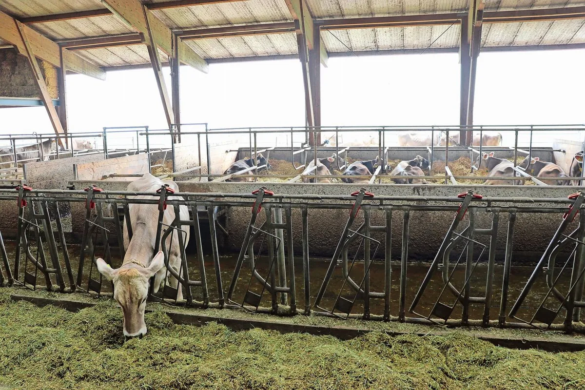 Galtkühe sollten von der produzierenden Herde getrennt und im Idealfall in zwei Phasen gefüttert werden.