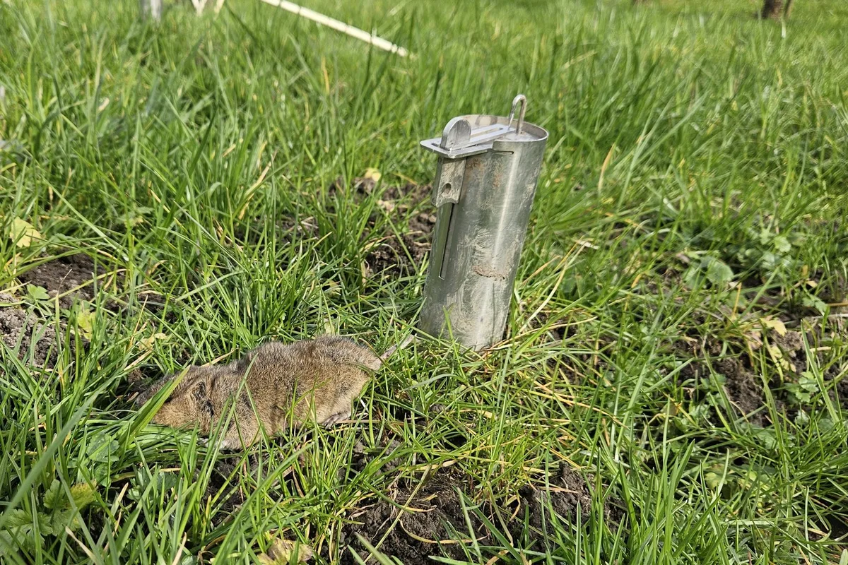 Maus2 Auf den meisten Betrieben fehlt das Personal: Fürs Mausen bleibt kaum noch Zeit