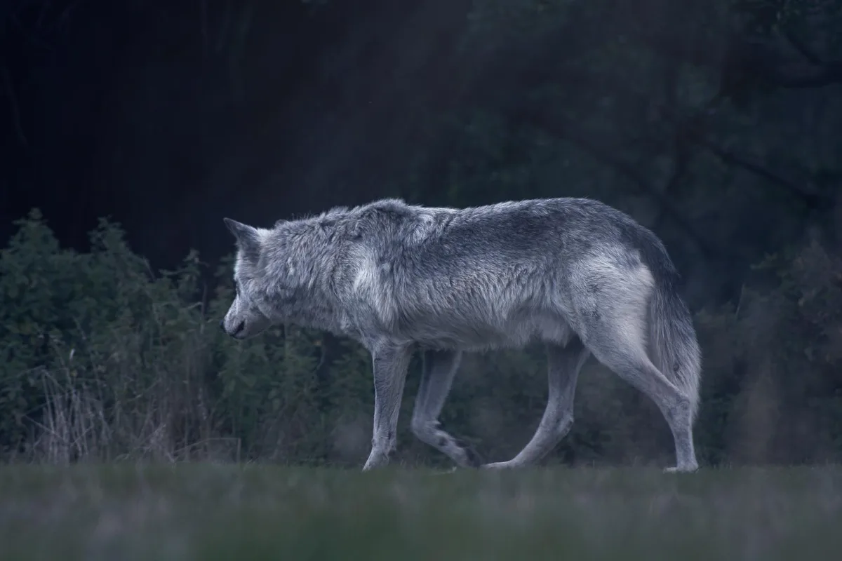 Erstmals Wolfshybride in der Schweiz erlegt
