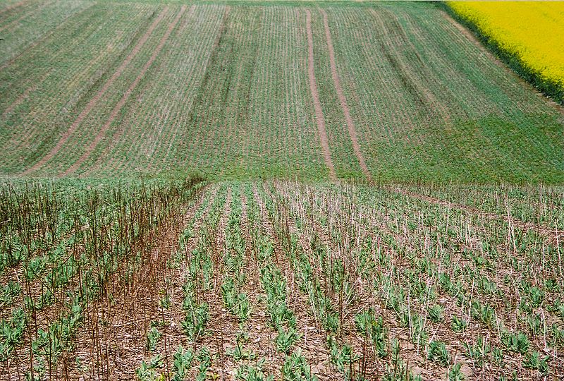 Agroscope verfügte im Juli 2018, dass die Erbsen nur als konventionelles Futter verwendet werden dürfen. (Symbolbild Wikiepdia Leyo)
