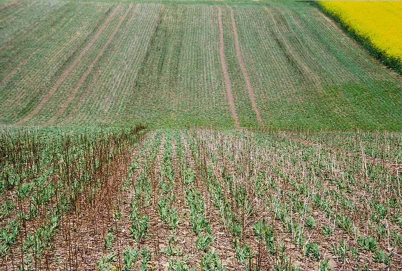 bd6a4bbdeea42a5e7381be9772425713a429b193 Agroscope verfügte im Juli 2018, dass die Erbsen nur als konventionelles Futter verwendet werden dürfen. (Symbolbild Wikiepdia Leyo)