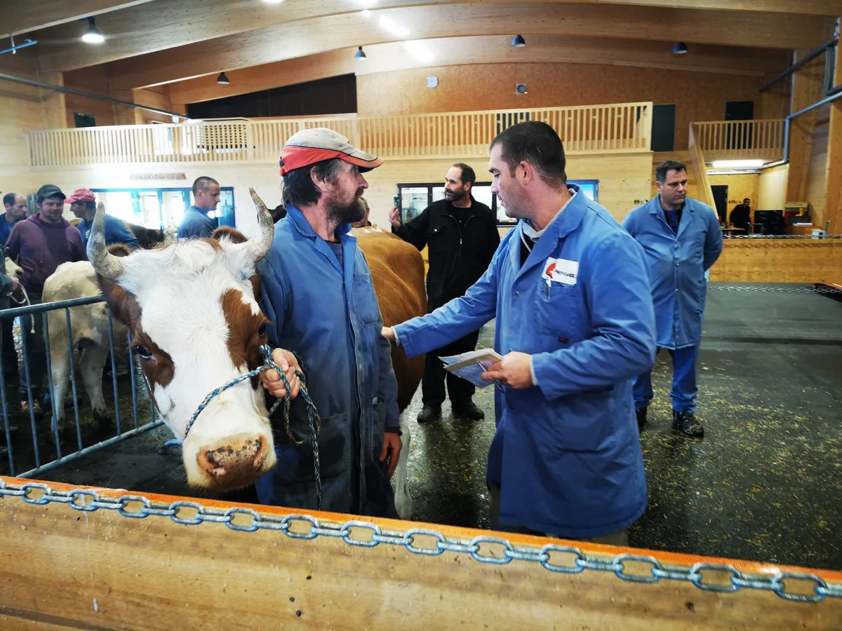 Die Verbände rufen zur Staffelung des Kuhangebotes auf