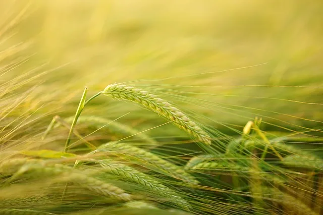6233d865a2089d8748605b3d28c24213b66a2a9b Gesunde Pflanzen seien nicht nur in der Landwirtschaft, sondern auch beispielsweise in Wäldern wichtig. (Bild Pixabay)