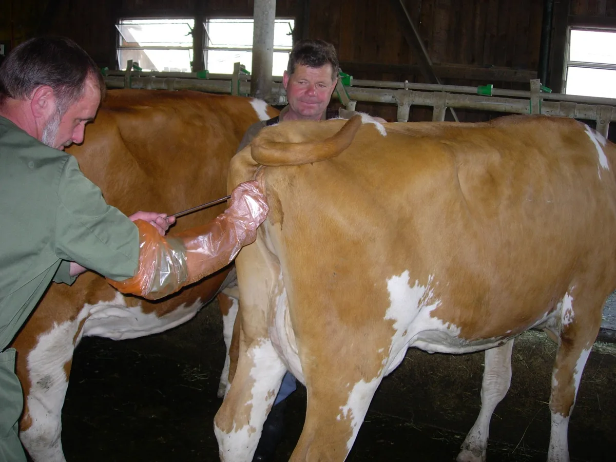 Besamer_Swissgenetics_1 Dienen Sie als Besamungstechnikerin zunehmend auch als Beraterin?