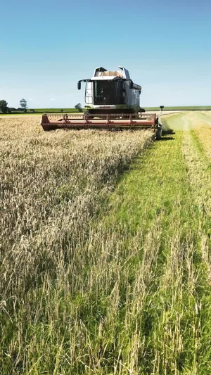 Mitte August konnte auch in Norddeutschland mit der Getreideernte begonnen werden. Das Getreide ist überreif und die neue Generation an Weizen kommt beim Dreschen zum Vorschein.