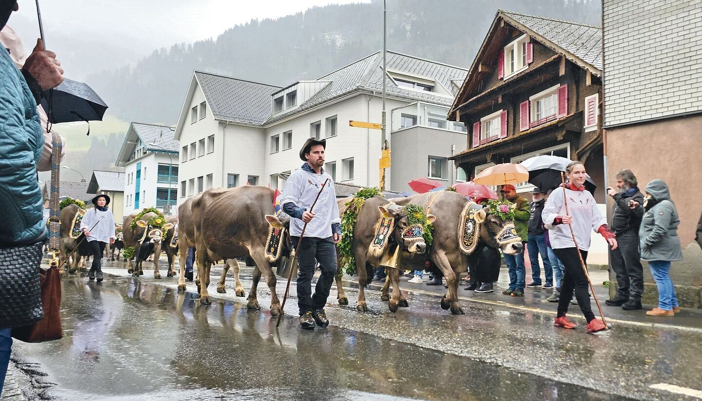 Schön geschmückte Viehsennten am Sennenchilbi-Umzug in Muotathal.