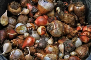 Blumenzwiebeln werden den Frühling auch in jenen Gärten wieder einläuten, die diesen Sommer unter Dürre weitgehend farblos waren.
