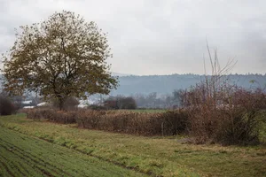 Hecken eignen sich bei erhöhtem Abdrift-Risiko als Pufferstreifen. Immer wichtig ist das Gespräch mit dem benachbarten Landwirt. Bild: Pia Neuenschwander