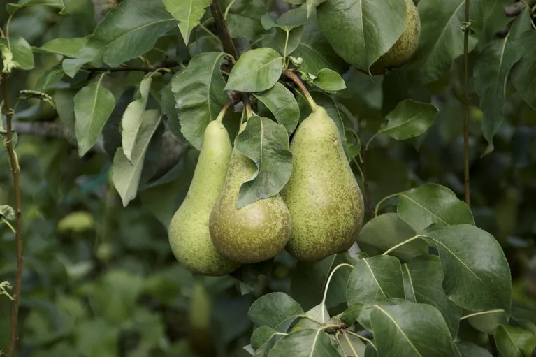 Eine gute Ernte 2019. (Symbolbild lid/ji)