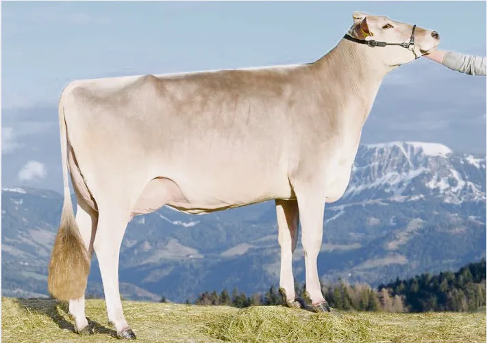 Die schöne Bender-Tochter Goldhill Caluna von Goldhill Genetics aus Romoos LU. (Bild KeLeKi)