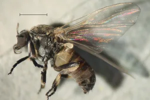 Simulium reptans gehört zu den vier häufigsten Kriebelmücken-Arten in Mitteleuropa. Kriebelmücken sind nur 2 bis 6 mm gross und haben einen abgerundeten Körper.