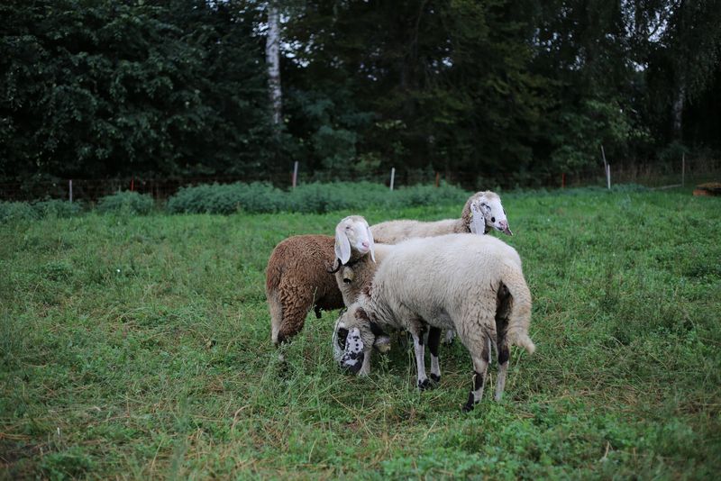Der Kanton Wallis unterstützt den Kampf gegen die Moderhinke