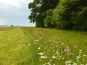 Nicht überall ist die Grenze zwischen Wald und Land so klar. Wird Wald nicht regelmässig zurückgedrängt, wächst dieser ein. Statische Waldgrenzen sollen mehr Rechtssicherheit schaffen. (Bild Josef Scherer)
