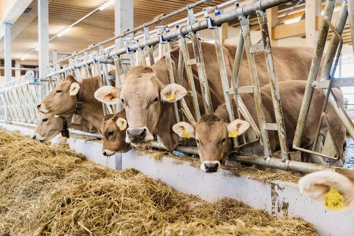 6d7b73c81095a17d82baaefbb6da9b31bf7627cb Im Forschungsprojekt «FertiBull» analysiert die Gruppe Tiergenomik die Genome von mehreren tausend Stieren. Bild: Alessandro Della Bella. ETH Zürich/Agrovet Strickhof