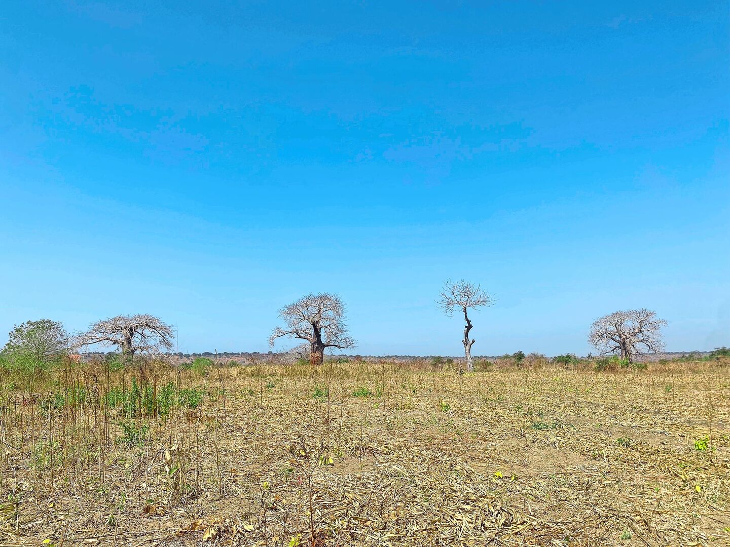 Die Affenbrotbäume gelten als magisch und heilig. Inmitten der während der Dürrezeit kargen Landschaft sehen sie entsprechend imposant aus.